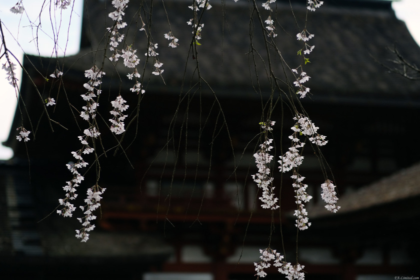 tak1804_Yoshino02.jpg