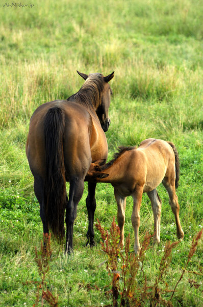 20110802_DSC9317.jpg